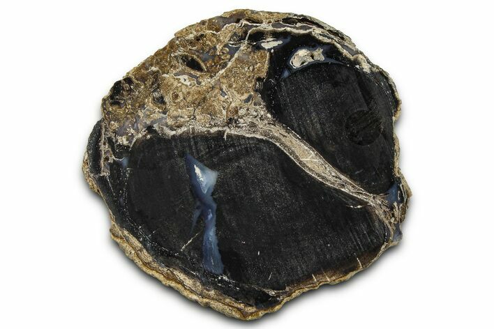 Petrified Wood (Schinoxylon) Limb Section - Blue Forest, Wyoming #371080